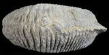 Cretaceous Fossil Oyster (Rastellum) - Madagascar #54476-1